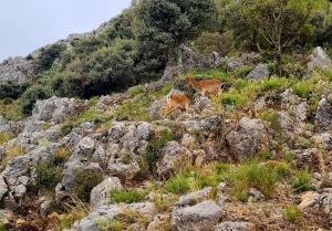 Casa Rural Grazalema