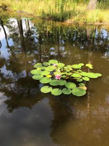 EuroParcs chalet L-Cube 4 HV36