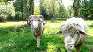 Camping Caravan Rental on a Private Property in Woodridge, New York - Mountain Dale