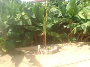 Jallow and Bah kunda village - Bijilo