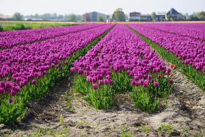 Tulip Lodges