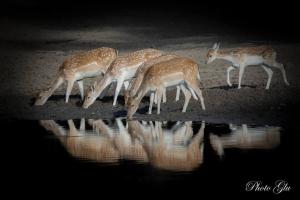 Maisons de vacances Gite du Parc Animalier de Boutissaint : photos des chambres