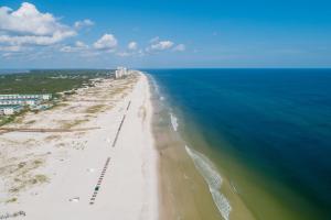 Plantation Palms #6301