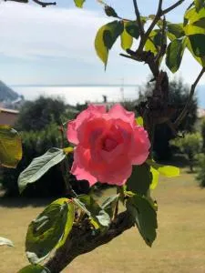 Welcome Traveller Leda Rooms - Garda