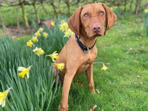 Ferienhaus Feldgeflüster