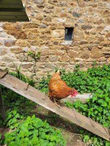 Maisons de vacances Gite en campagne a 30 min de la mer : photos des chambres