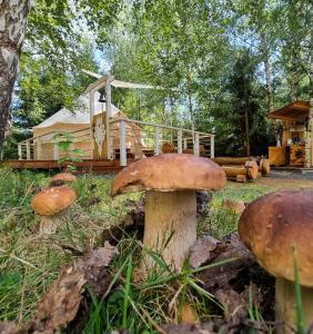 Glamping Štôla Brezovy vanok