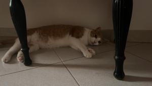 Caruso holiday house