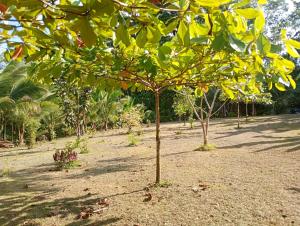 Cabaña lago Río Celeste
