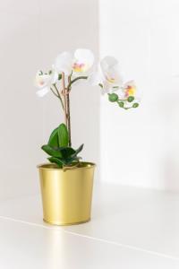 Le Nid - Paris - Le Blanc Mesnil