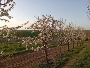 Domki w Winnicy - Świętokrzyska Winnica Knapów