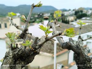 La Casita de la Parra