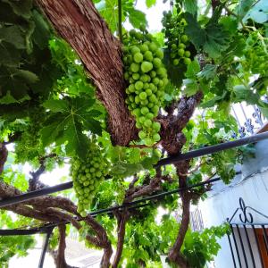 La Casita de la Parra