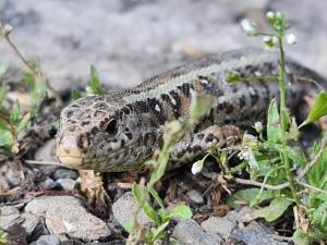 Dwerniczek 7 apartamenty