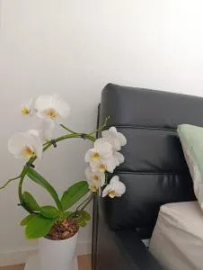 Ferienwohnung Mergel in Black Forest - Gresgen