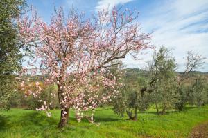 Poggio Diavolino - Suvereto