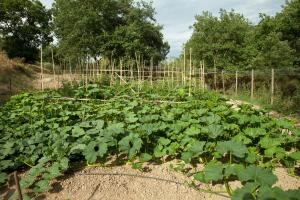 Poggio Diavolino - Suvereto