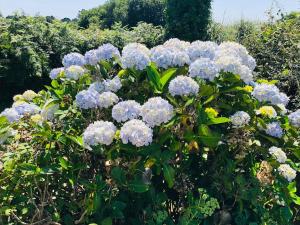 Le havre de paix de la Côte de granit rose