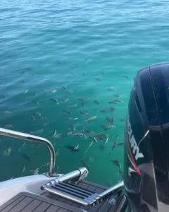 LANCHA VIVAz - Praia Grande