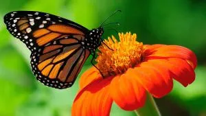 Cabañas Siyai - 马乌莱