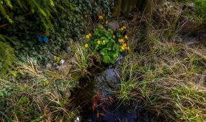 Schönes wohnen im Grünen