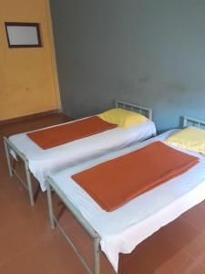 Wayanad Wildlife Sactuary Bamboo Groves