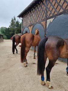 Chalets Le Petit Haras de Valmont : photos des chambres