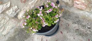 Appartamenti Santa Chiara