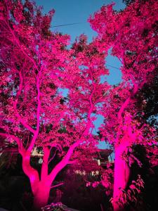 Samarth Kasauli Hills Bed & Breakfast 2 km from Mall Road