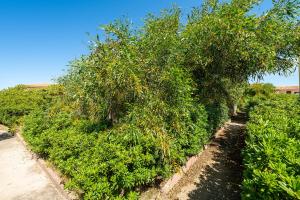 AffittaSardegna - Trilo li Frati img20