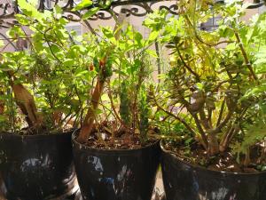 Joli et affordable appart pas loin de laéroport