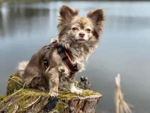 Hundeurlaub im Tiny House im Wald - Langenbach