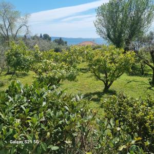 Apartment Green Oasis