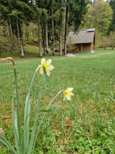 Koča v gozdu, Forest house near Bled