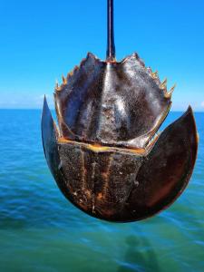 Cheng Heng Boutique - ចេង ហេង ប៊ូទិក