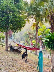 The Nest, Pai Love Resort