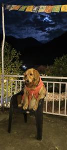 The Cozy Monks - Tirthan Valley