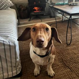 The Snuggery Cottage - your snug Howick stay