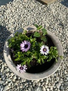 Dingle Wild - Luxury Pod