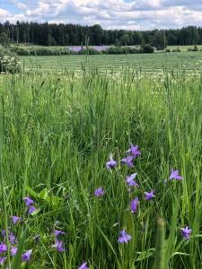 Mormors stuga har charmigt torrdass och utedusch i trädgården