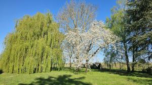 Domaine des Moizons, Le Figuier