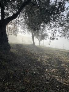Il Casalino Orvieto Depandance