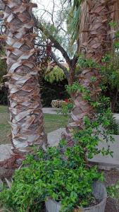 Los olivos