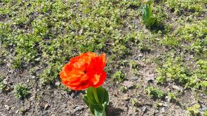 Maisons de vacances La Coccinelle : photos des chambres