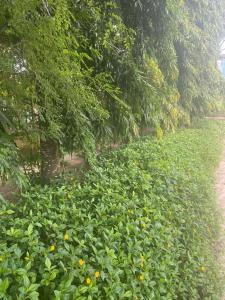 Colobus View Lodge