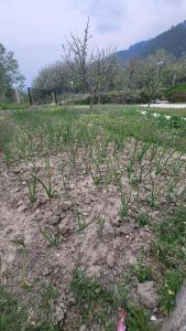 Naggar Studio- 3BHK Homestay by Homeyhuts