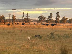 Boothenba Cottage Farm Stay