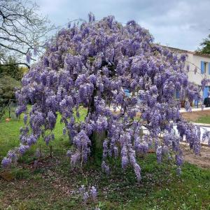 Maisons de vacances Le Petit Mas des Alpilles en Provence : photos des chambres