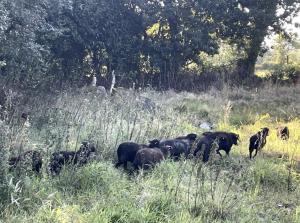 Petite Maison avec Menhirs et Moutons Ouessant