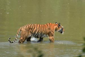 Bardia Wild Side Hotel